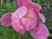 Paeonia lactiflora 